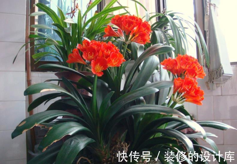 红掌|人养花花也养人，4种漂亮花，养在家里上档次，带来好兆头