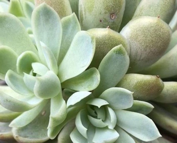 养多肉,学会这“4点”,叶片蹭蹭长,很快就能爆盆!