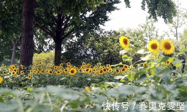 向阳|热浪滚滚 向阳而生 申城向日葵花海上线啦