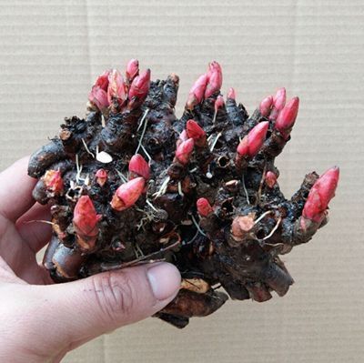 建议不管房子多大,摆上6种盆栽,花香满屋,来客有面子