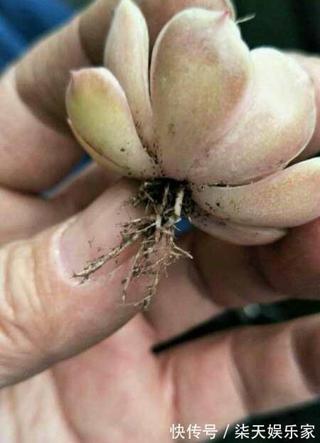 网购|网购多肉，记住“3大步”，增加安全系数，做合格“肉奴”