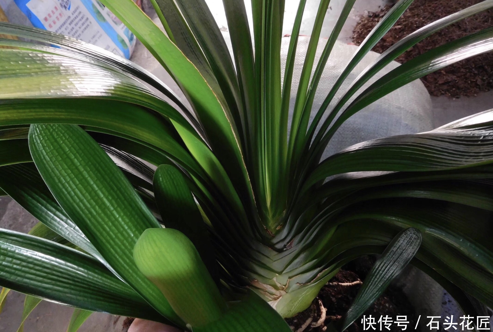 二胎|秋天给君子兰“追1种肥”,花盆里冒出“二胎”新芽,赚大发了