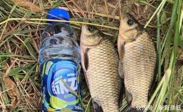 钓场|六月一热,我只想封竿不钓,不料十年老司机透露这狠招,太过瘾了