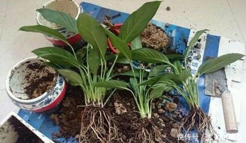 腐叶土|4种土，宁可扔了也别养花，不然累死也养不好！