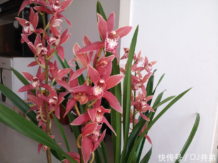 超漂亮的5种花，长势好、花色艳，一个月不浇水越长越旺