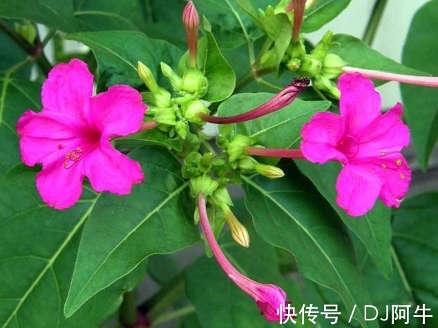 紫茉莉|此花傍晚时盛开,娇艳的花朵散发出阵阵诱人的芳香,寓意为成熟美