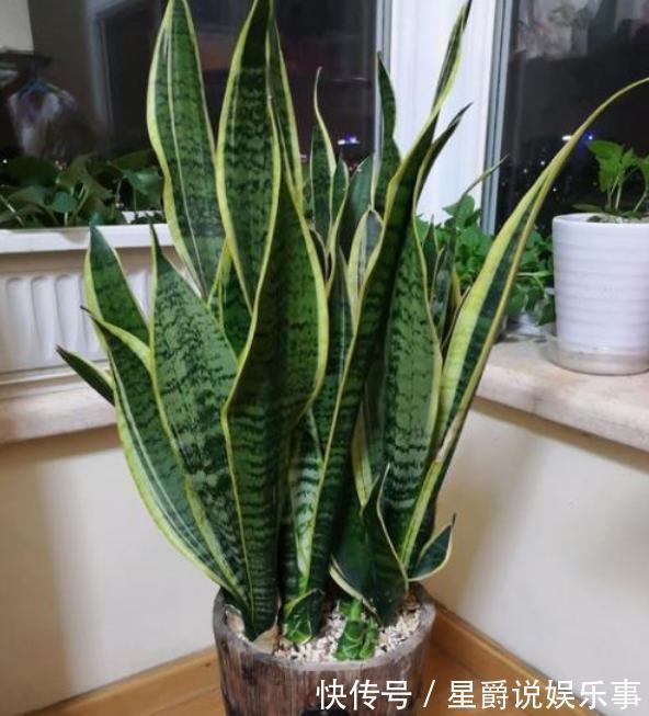 客厅盆栽植物如何达到装饰美化的目的？养4种绿植，好看又好用