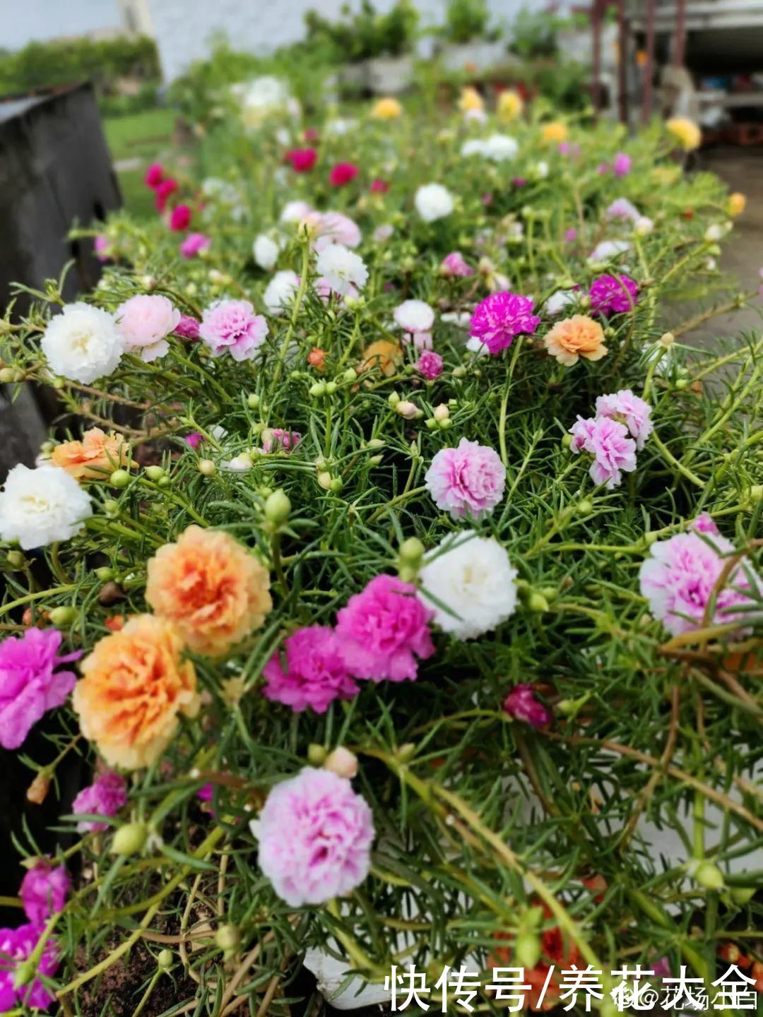 金银花|养到烦人的花，盆都不够用，扔掉还很心疼