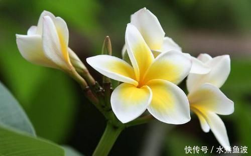 4种花太美了，四季开花，花期长，观赏价值高，种植容易