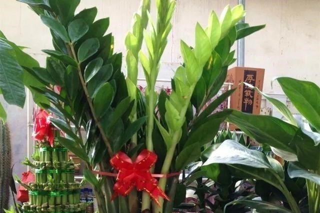 养金钱树虎皮兰，2周浇一壶“催芽水”，呼呼冒新芽，比花肥有效