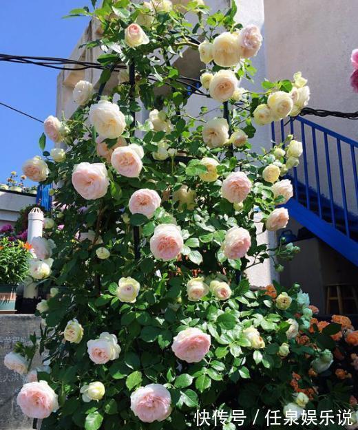 生根液|扦插月季小“方法”,扦插一棵活一棵,15天根系长满盆,非常简单