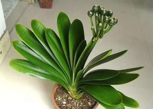 花都会|想把君子兰养好，掌握这四个方法，能开出美丽的花朵