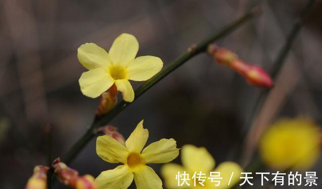 圆锥|秋天遇到8种花，该出手时就出手，犹豫不决容易坏事