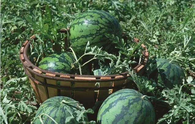 和尚|朱元璋微服私访遇瓜农,相谈甚欢,离开后为何吩咐除掉他?