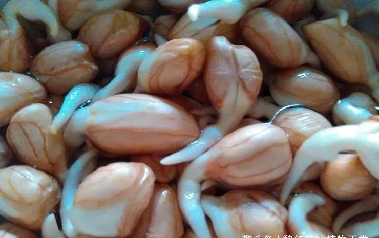 家里的有些东西,扔水里就是一盆郁郁葱葱小盆栽