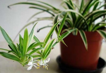 春天吊兰需要这么养护,根比萝卜还粗,叶片油得发亮