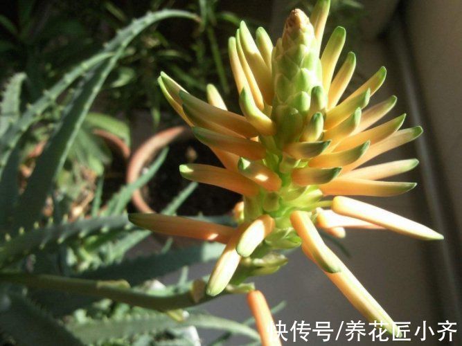 冬季|家里养芦荟，秋季先养胖，用点小技巧，冬季就能养开花
