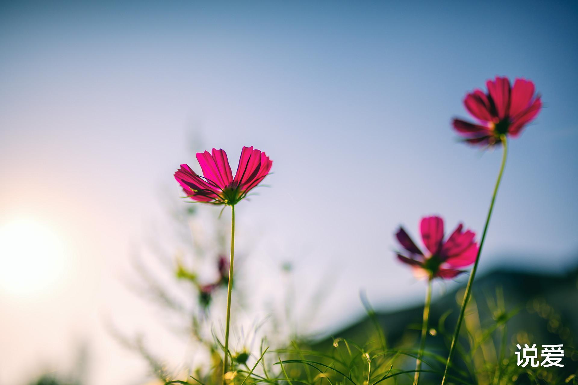 贾平凹@那些真正厉害的女人,早都把人生调成了“安静模式”