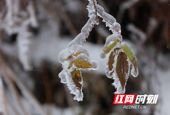 天子山|张家界景区天子山：雨雪迎新春 冰挂晶莹剔透（组图）