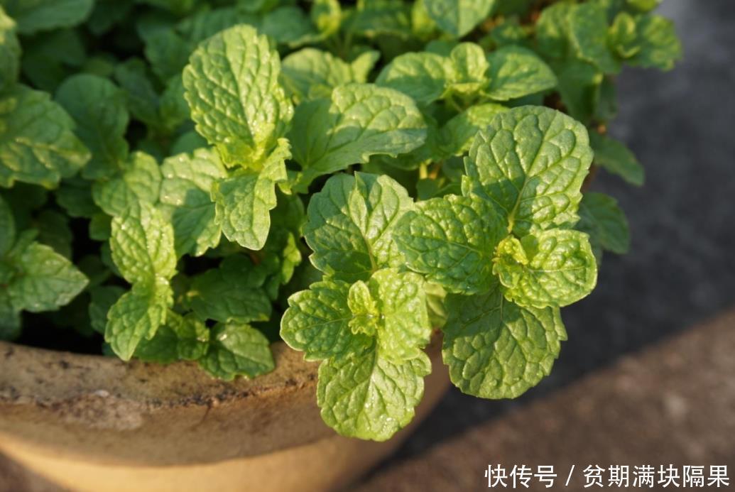 家里空气不好,几养“4款”盆栽花,净化空气点缀房间