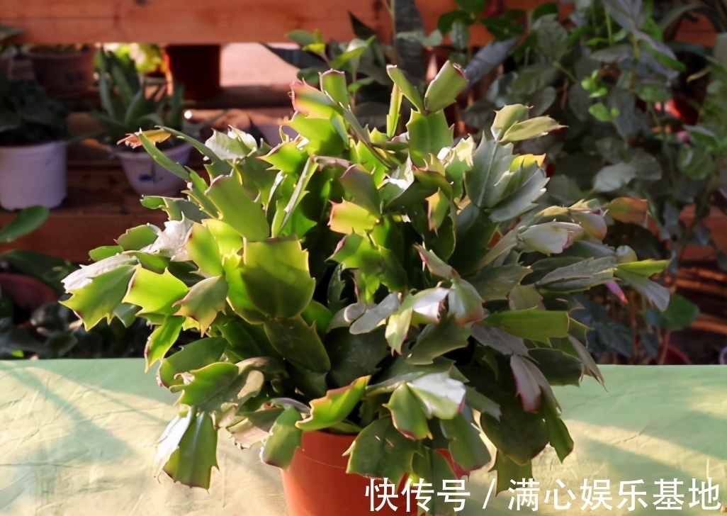 害怕蟹爪兰夏季打蔫,告诉你几个关键操作,让它叶片油绿硬挺