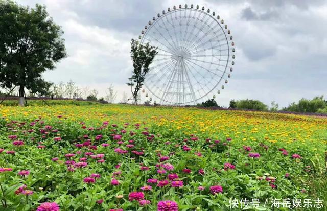 惊艳！这处百花齐放的花海师生全免费！这个暑假就约起！