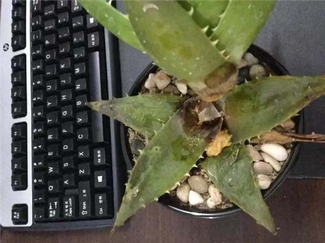 天气太热,养6种别乱浇水,浇得多死得快,难怪一浇就烂根