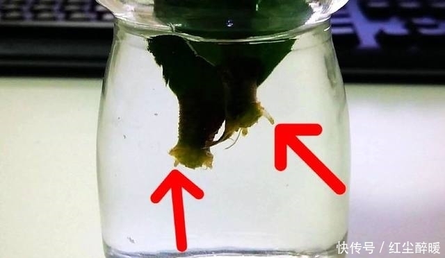 多肉植物砍头后不知道怎么种?其实很简单一学就会