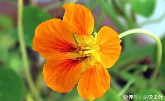 阳台养花选这4款,花色艳丽,香气扑鼻