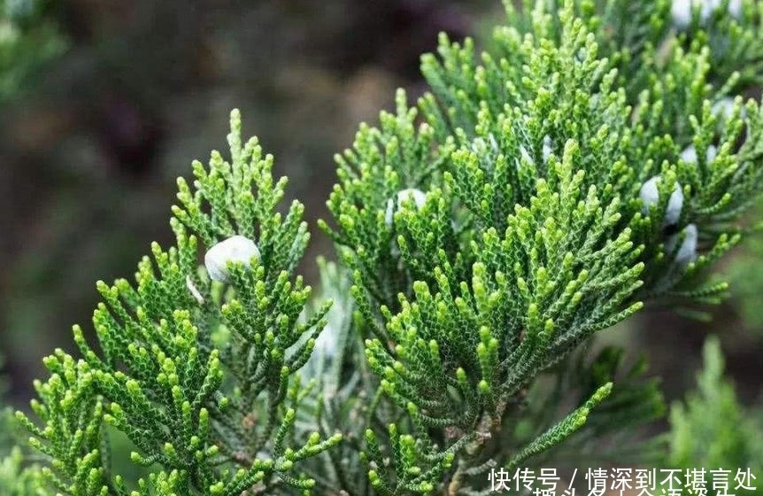 不少|农村柏树上的“它”，不捡等于扔钱，神奇用途不少，快告诉身边人