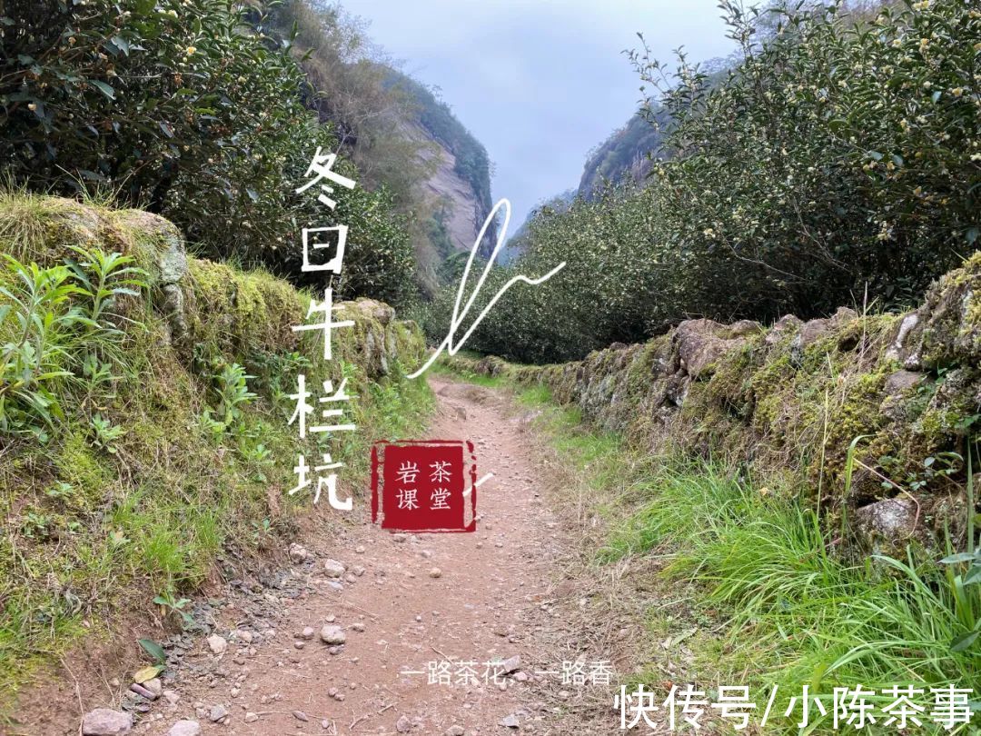 适饮期!爱喝岩茶的你,了解武夷岩茶的褪火期、适饮期、返青期、转化期?