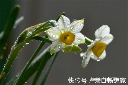 喜欢养花,家里少不了以下5种花,芬芳馥郁,争奇斗艳,落英缤纷