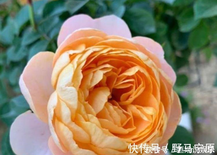 香味|超漂亮的5种花卉，长势好、花色艳，开花硕大香味浓