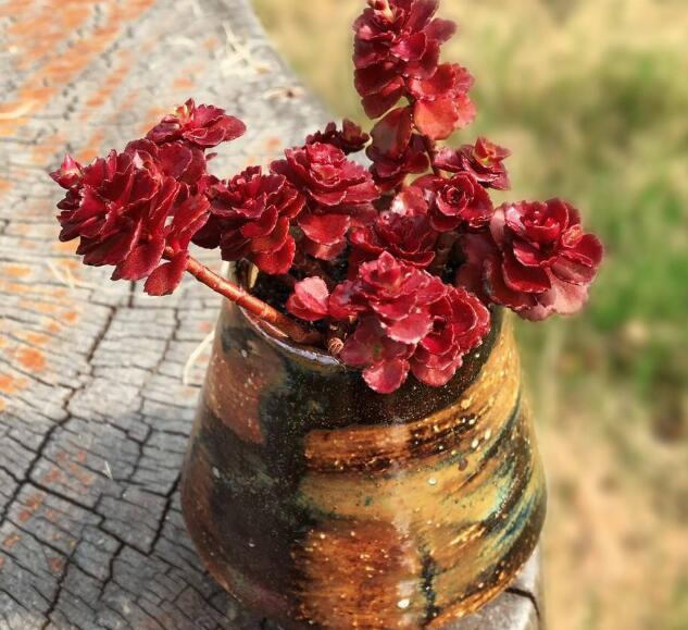 多肉植物小球玫瑰怎么养教你3个养花妙招，小球玫瑰茎长又饱满