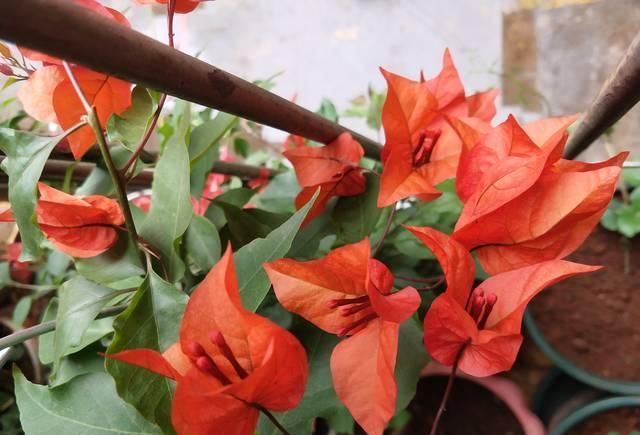 不服|网购的三角梅发新叶子了该怎么处理处理不当掉叶死苗不服盆