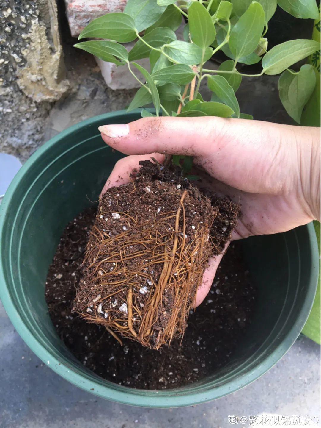 枯萎|9种花是富贵命,必须大盆养,小盆养会憋死