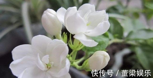 花肥|茉莉、三角梅开得旺，土里两种花肥很重要，添一点就有明显效果