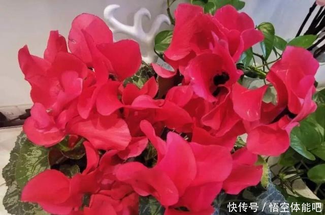 花一变这样,就是休眠了,赶紧换个地方养!花一变这样,就是休眠了,赶紧换个地方养!