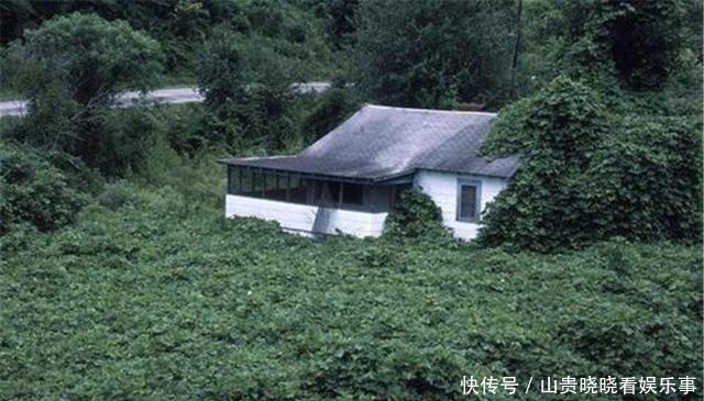 美国偷偷引进日本物种,200年后泛滥成灾,在中国却被轻松解决