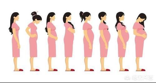 发育|胎儿发育的40周内,孕妈肚子是怎样一点点变大的?