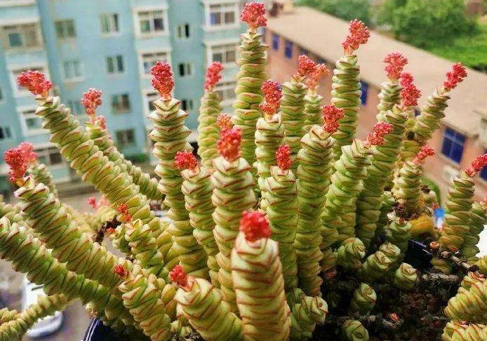 给钱串子换盆换土,几种方法务必掌握,能让钱串子长得快又好