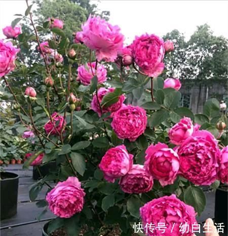 盆栽|此盆栽花超级香,一花在室,满堂皆香,观赏价值高,四季有花开