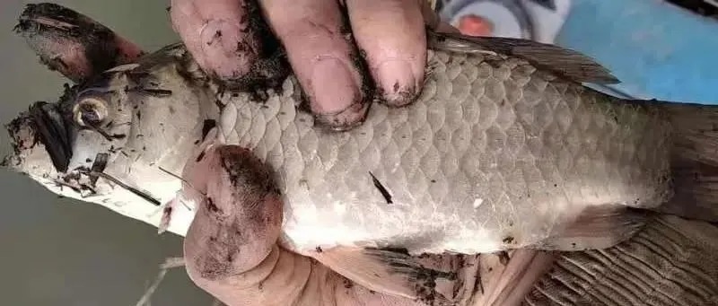 入冬后钓鲫鱼的黄金公式!在什么地方都能用,20年钓鱼人的经验