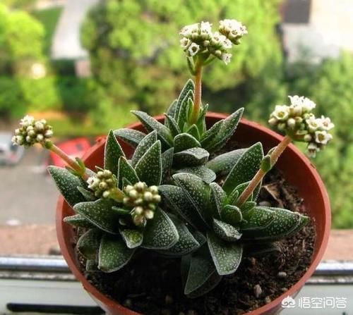 多肉植物|多肉是水浇多了,还是干死了,怎么分辨?