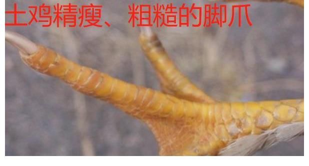 花椒|椒麻鸡怎么做？