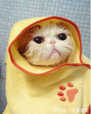 |搞笑动图:家有懒狗一只,谁要领走吧!