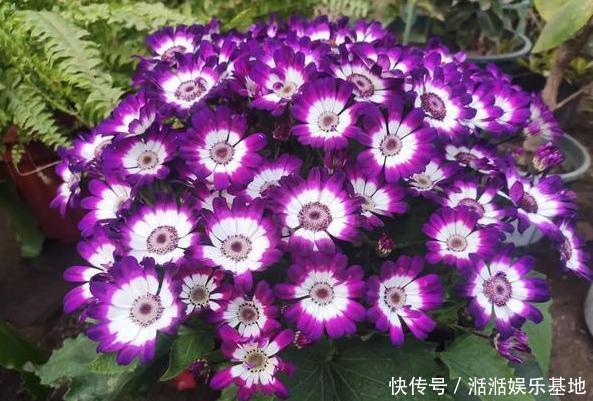 鸡蛋全身是宝将它们分开用作养花,可让盆栽枝繁叶茂、多开花