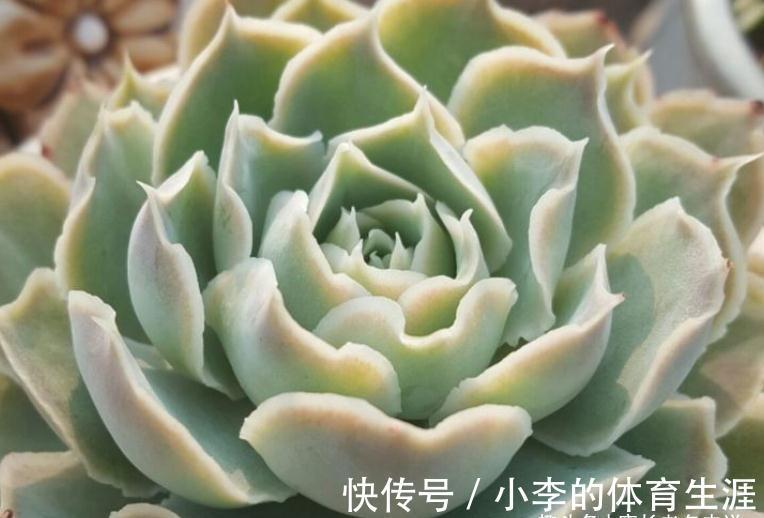 蓝丝绒可爱又好养，叶片有褶皱和透明的冰边，但它并非月影系多肉