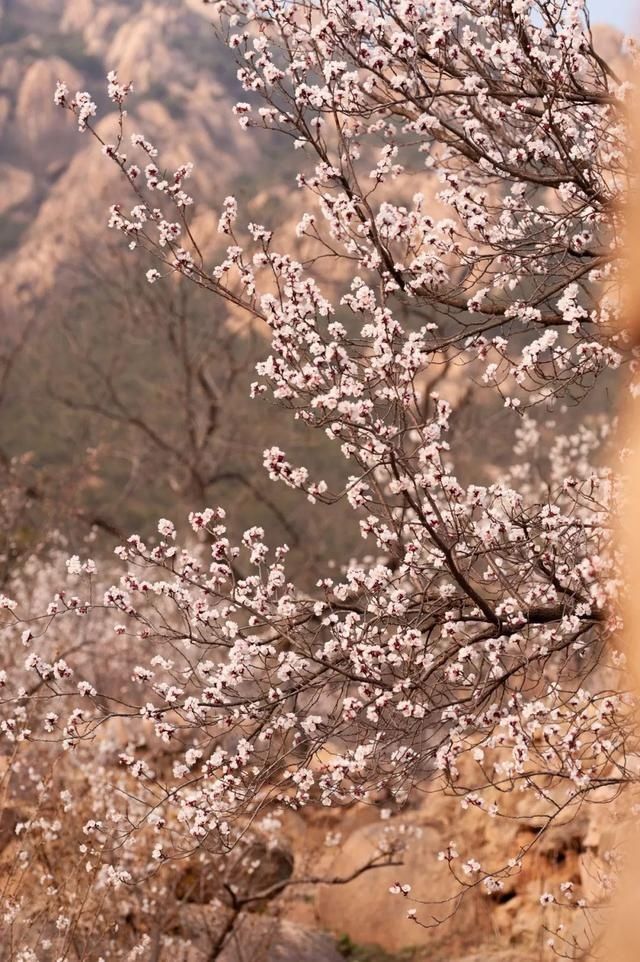 杏花|背靠五莲山！久负赏花盛名，今日一见确实惊叹