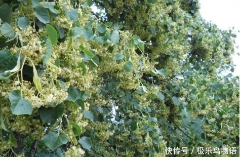 椴花|此树花儿很香甜，药食两用功效大，补血润肺还止咳，你知道吗？